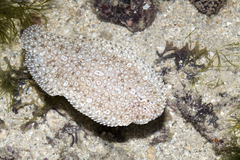 Pardachirus pavoninus