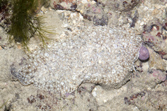 Pardachirus pavoninus