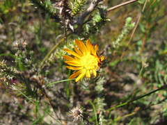Oedera imbricata