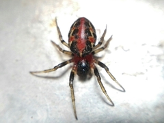 Alpaida versicolor