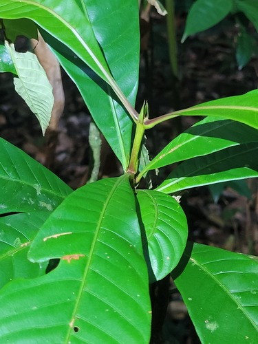 Quiina obovata