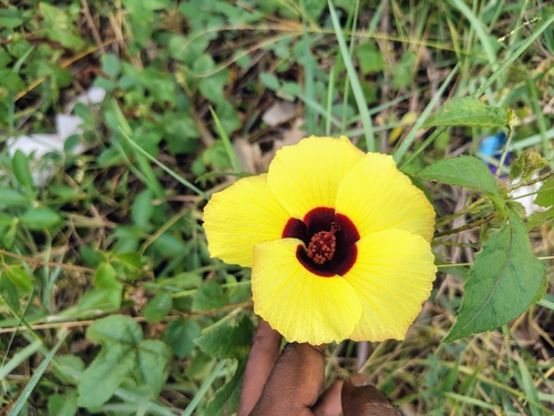 Image of Hibiscus surattensis by (c) renjus box, some rights reserved (CC BY)