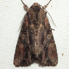 Lacanobia subjuncta