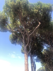 Pinus pinea