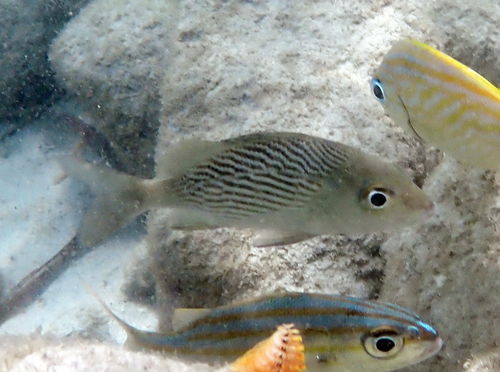 Black grunt (Haemulon bonariense) — Haemulidae — 4