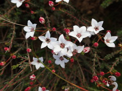 Adenandra marginata