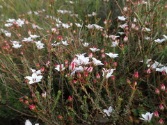 Adenandra marginata