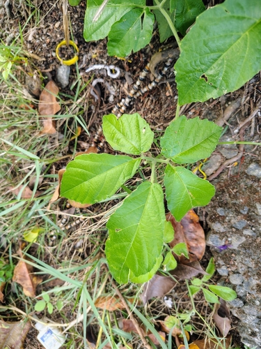Cayratia pedata, 2025-04-28