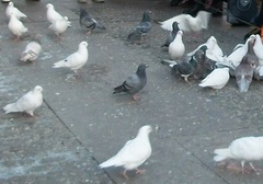 Columba livia domestica
