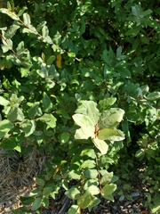 Elaeagnaceae