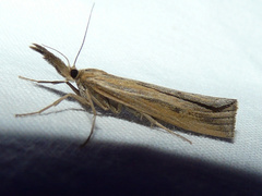 Thaumatopsis pexellus