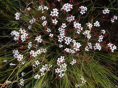 Adenandra marginata