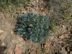 Heterolepis peduncularis