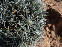 Heterolepis peduncularis