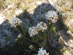 Gnidia ornata