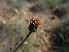 Heterolepis peduncularis