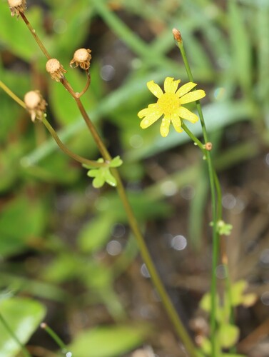 Image of Packera tampicana by (c) Rich Sommer, some rights reserved (CC BY)