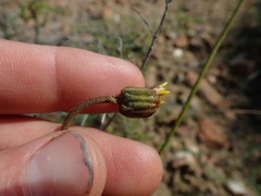 Heterolepis peduncularis
