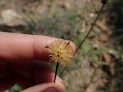 Heterolepis peduncularis
