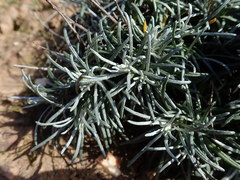 Heterolepis peduncularis