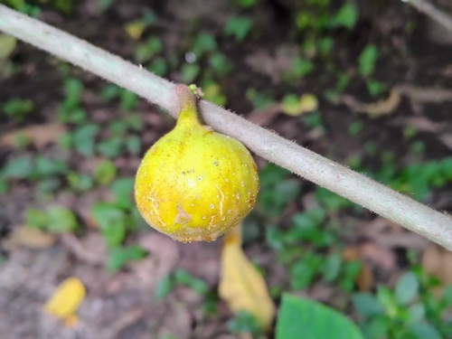 Image of Ficus hispida by (c) renjus box, some rights reserved (CC BY)