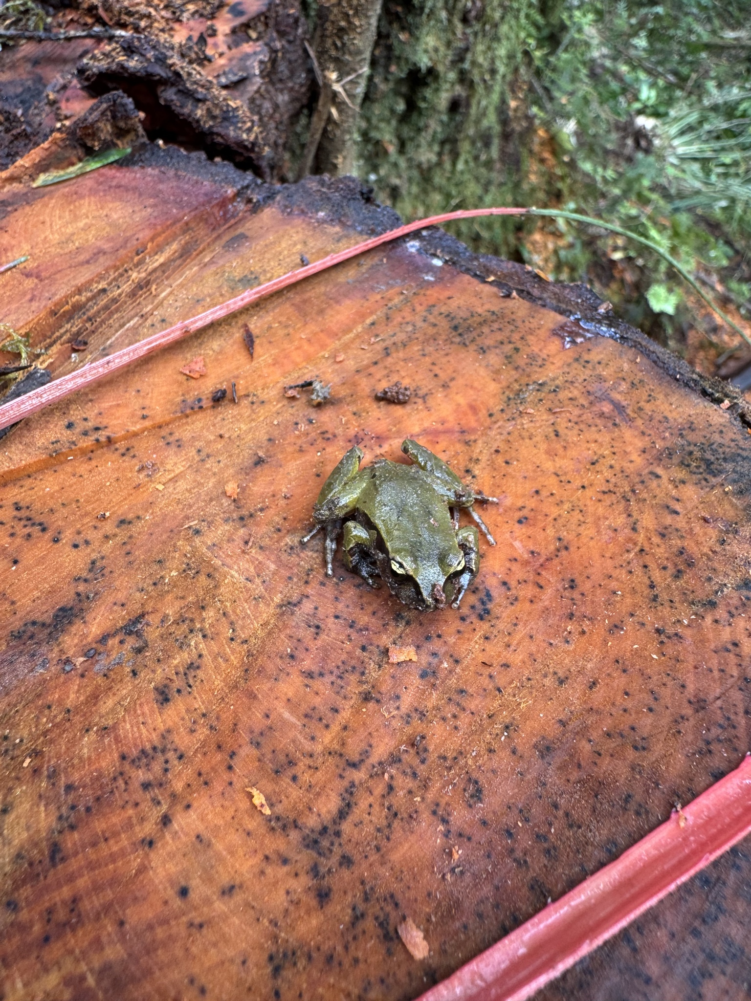 Eupsophus calcaratus (Günther, 1881)