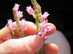 Erica excavata