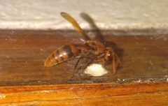 Rhynchium