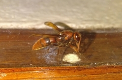 Rhynchium