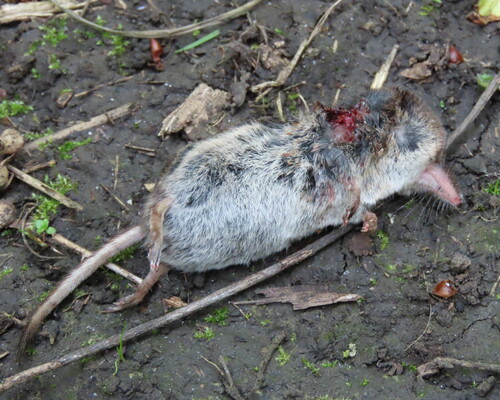 Common Shrew
