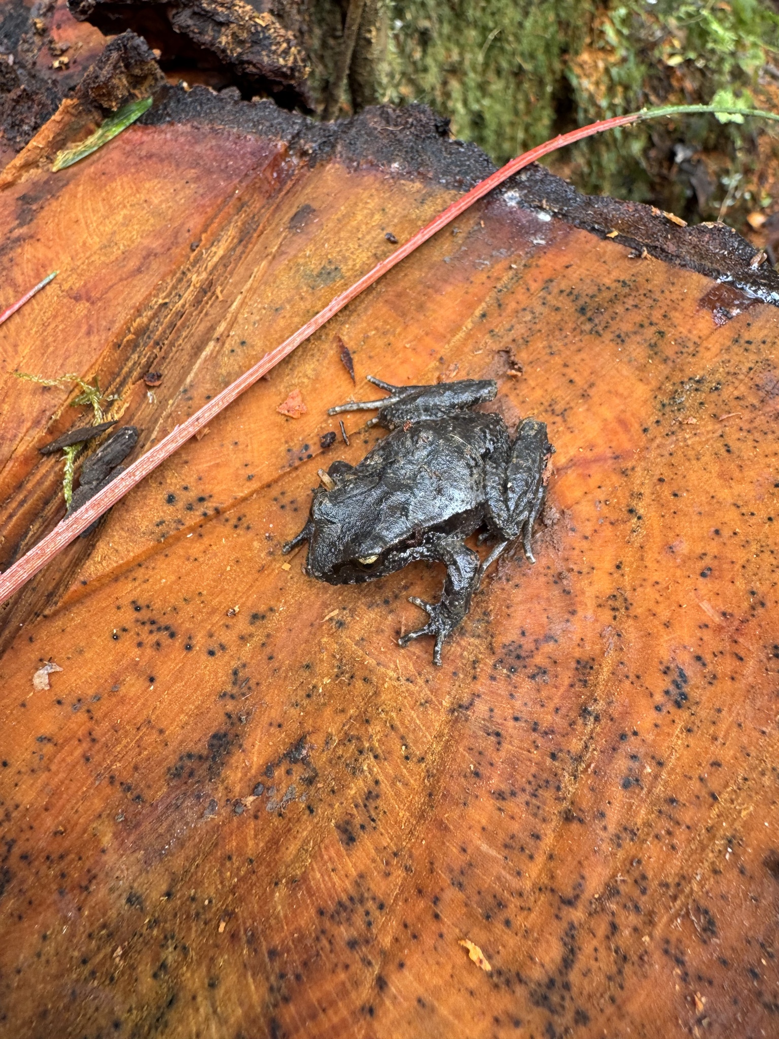 Eupsophus calcaratus (Günther, 1881)