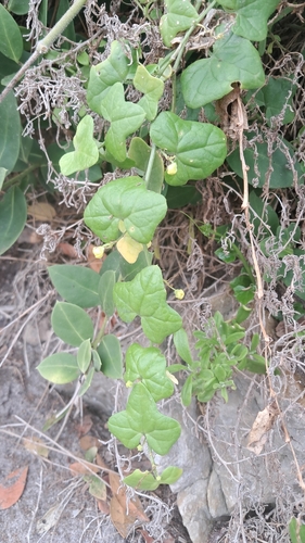 Image of Kedrostis nana by (c) magriet b, some rights reserved (CC BY-SA)