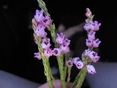 Erica excavata