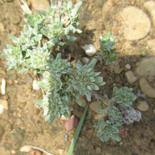 Image of Diaperia prolifera by (c) Linda Jo Conn, some rights reserved (CC BY)