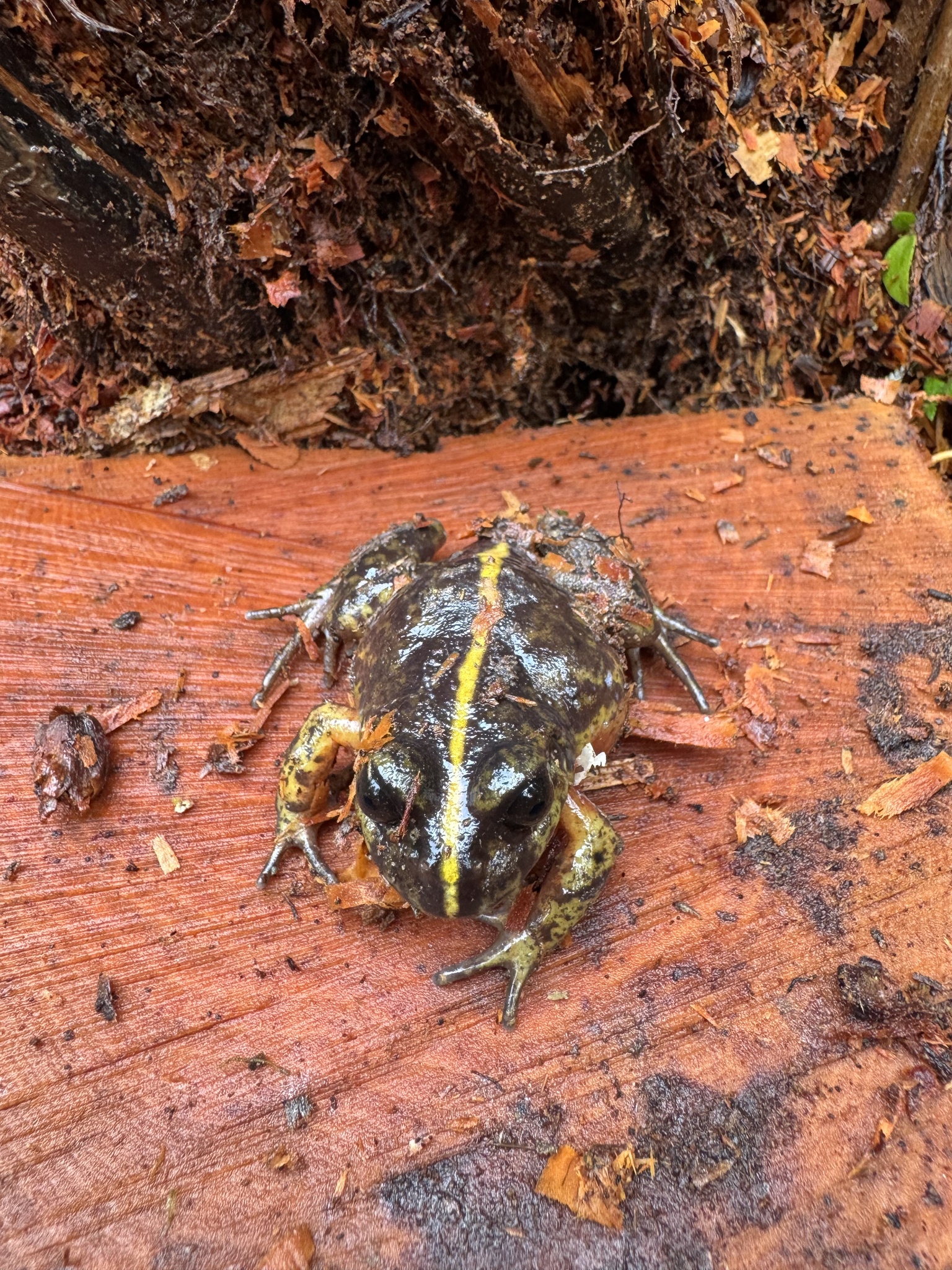 Eupsophus emiliopugini Formas, 1989