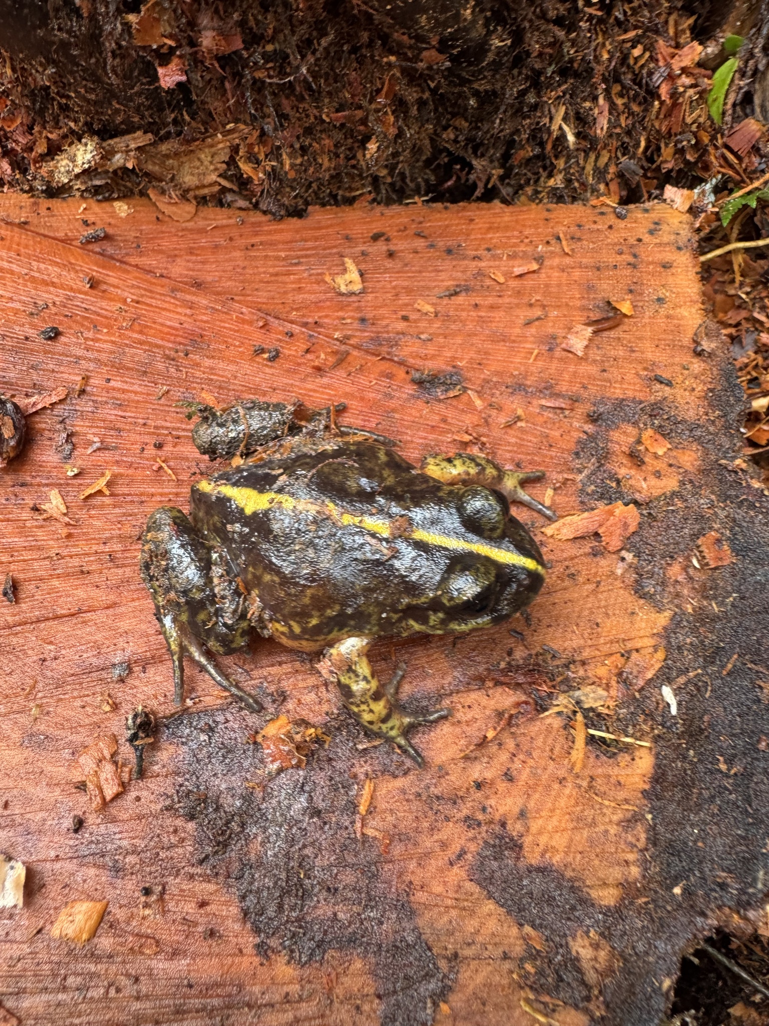 Eupsophus emiliopugini Formas, 1989
