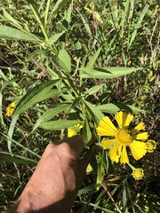 Helenium autumnale