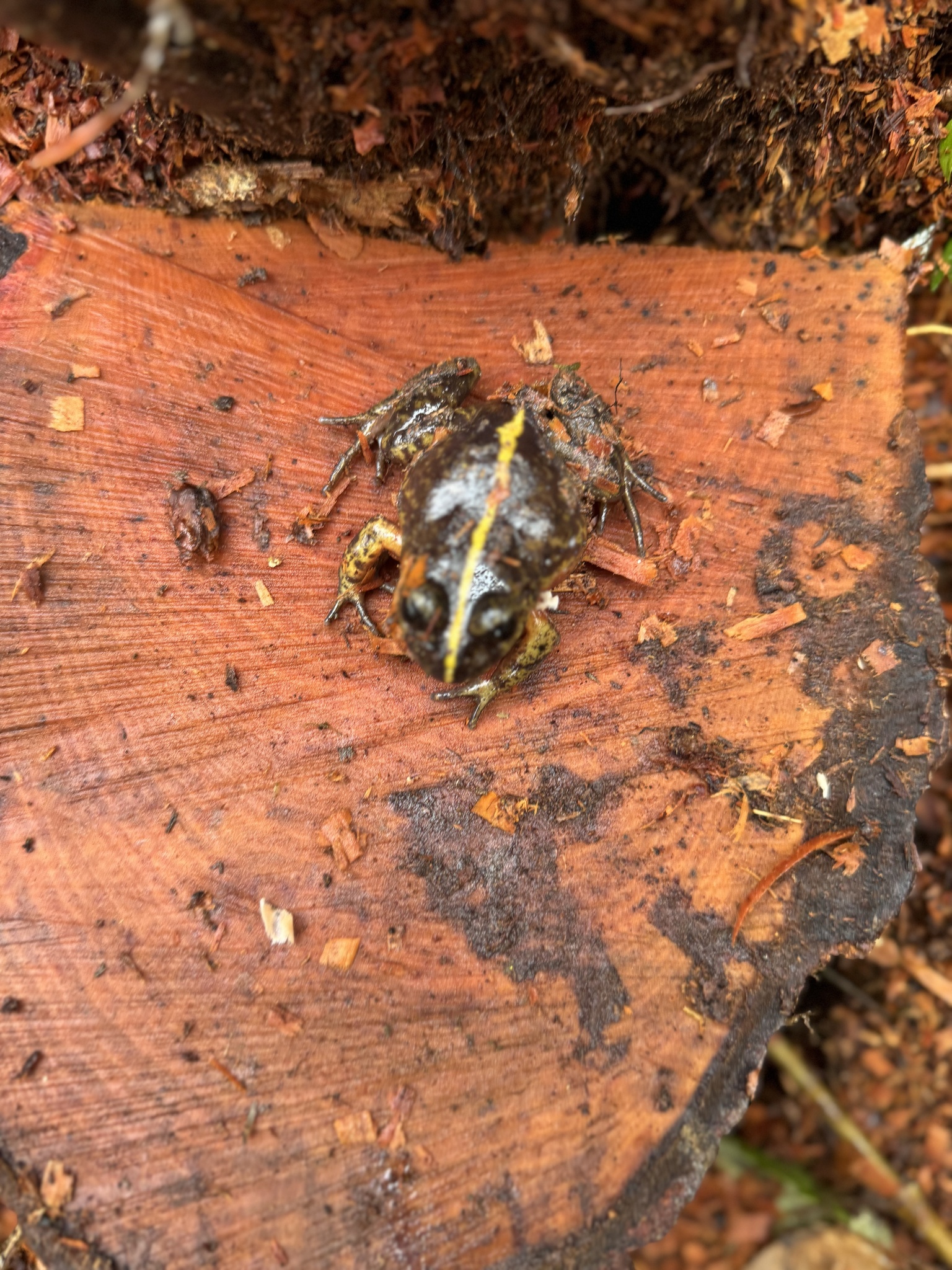 Eupsophus emiliopugini Formas, 1989