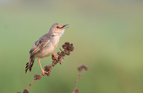 Winding Cisticola