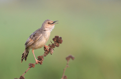 Winding Cisticola photo 3