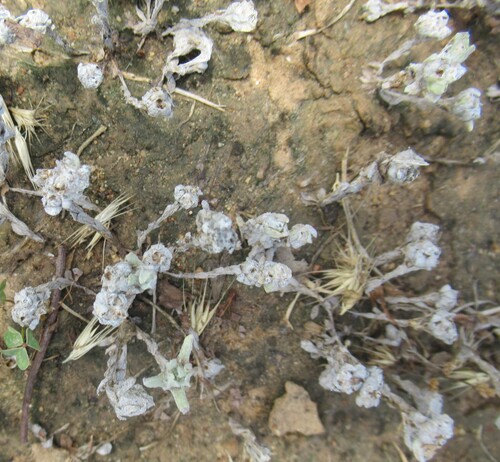 Image of Diaperia verna by (c) Linda Jo Conn, some rights reserved (CC BY)