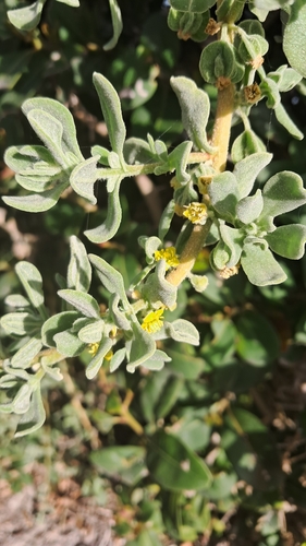 Image of Tetragonia decumbens by (c) magriet b, some rights reserved (CC BY-SA)