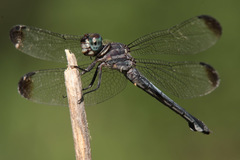 Cannaphila insularis