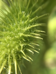 Xanthium strumarium canadense