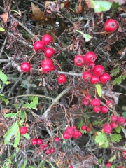 Crataegus monogyna