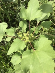 Xanthium strumarium canadense