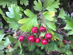 Crataegus monogyna