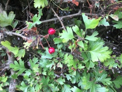 Crataegus monogyna