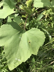 Xanthium strumarium canadense