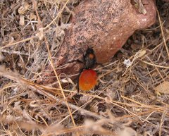 Dasymutilla magnifica